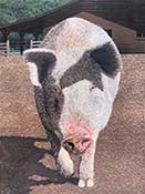 pig